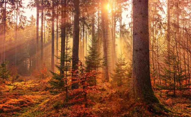 forest sunbeam