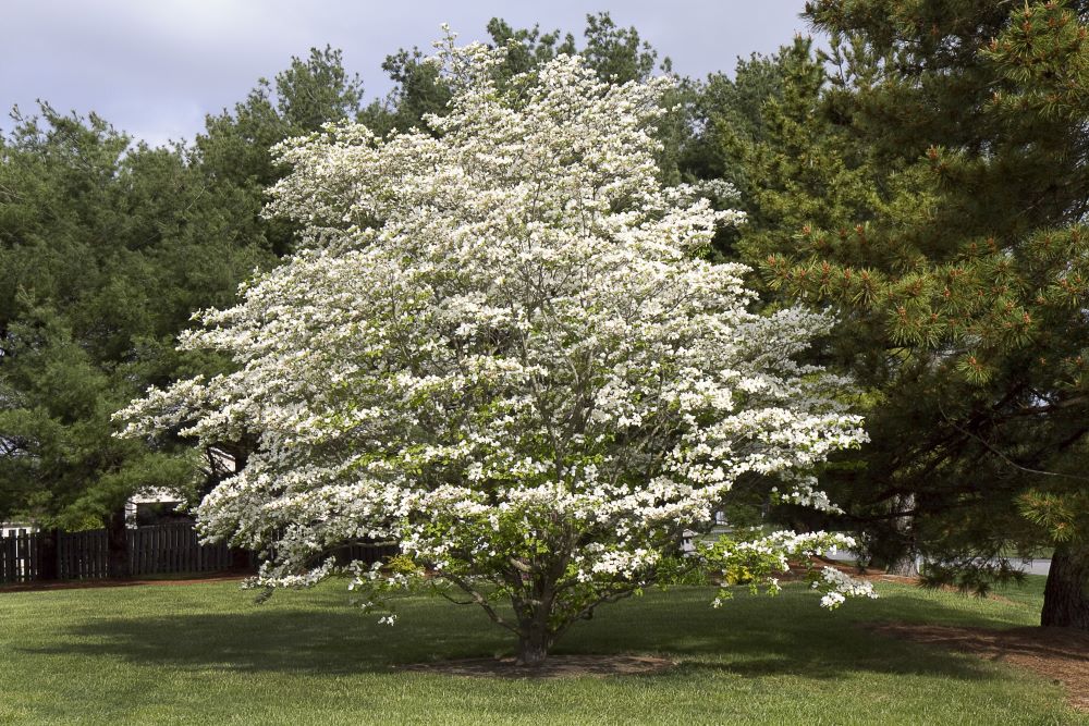 Healthy flowering dogwood