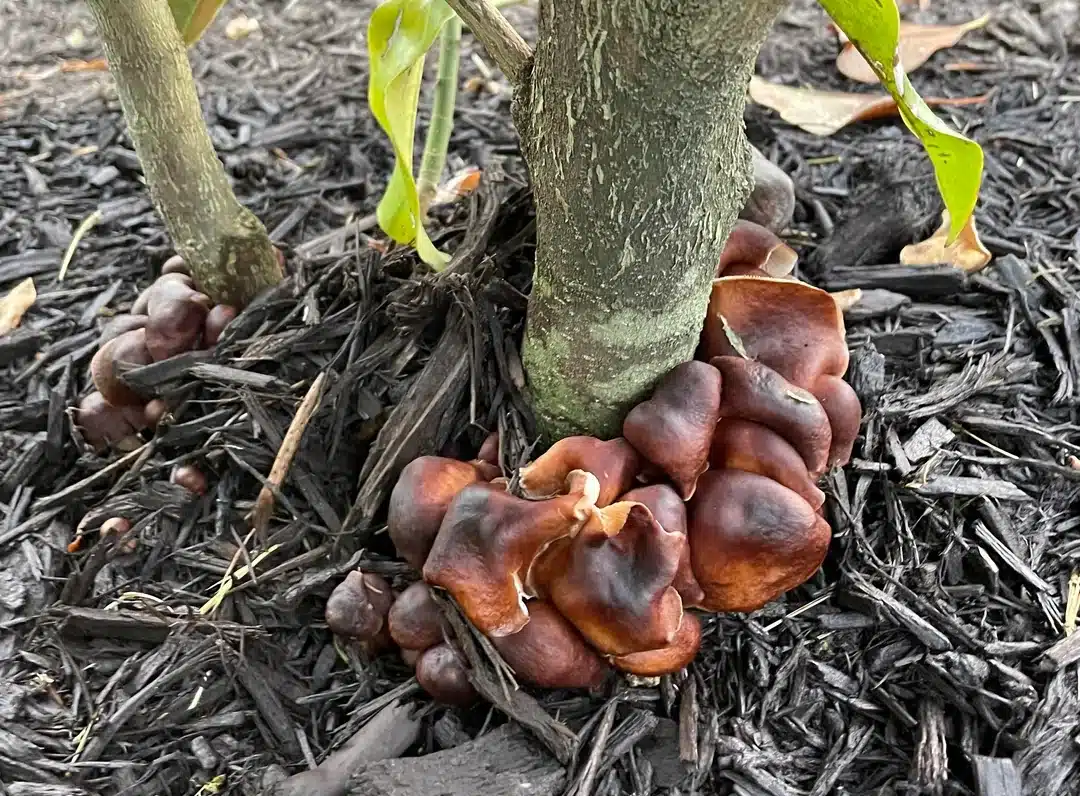 magnolia tree with root rot