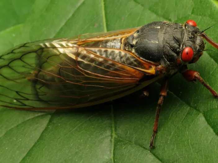 Cicadas