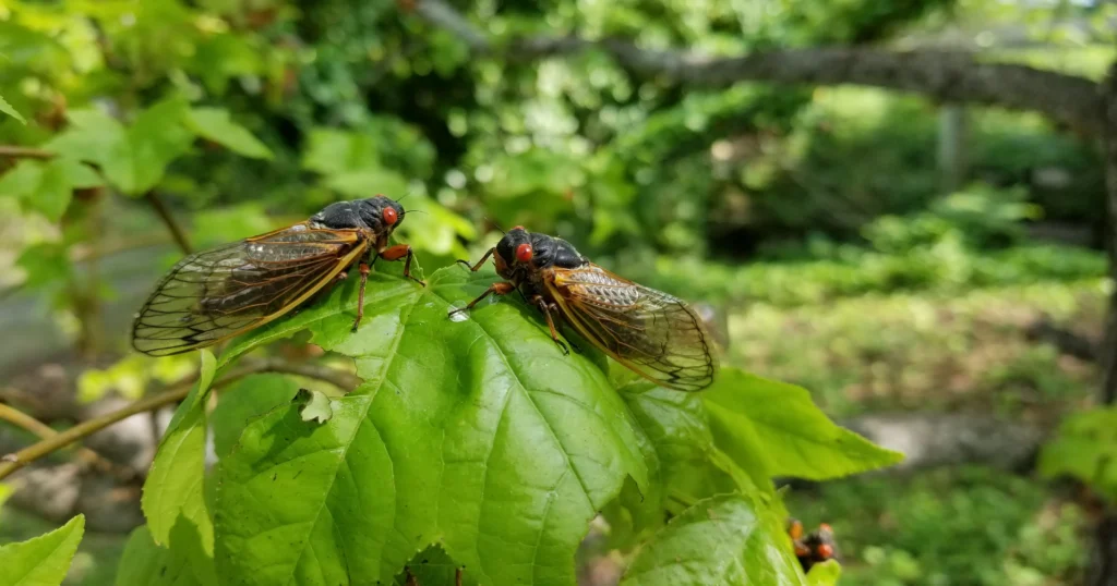 Cicadas