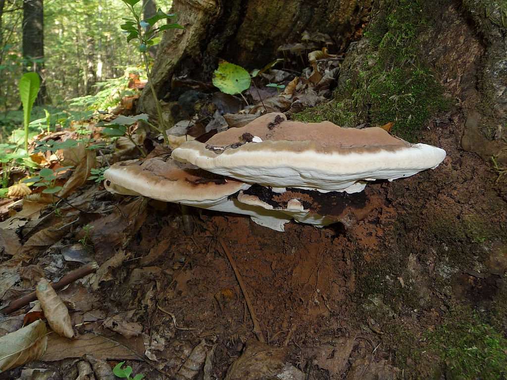 mushrooms growing on tree