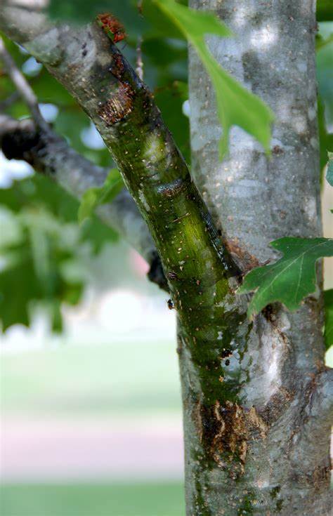 Oak Tree Sap