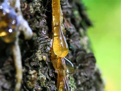 Tree Sap