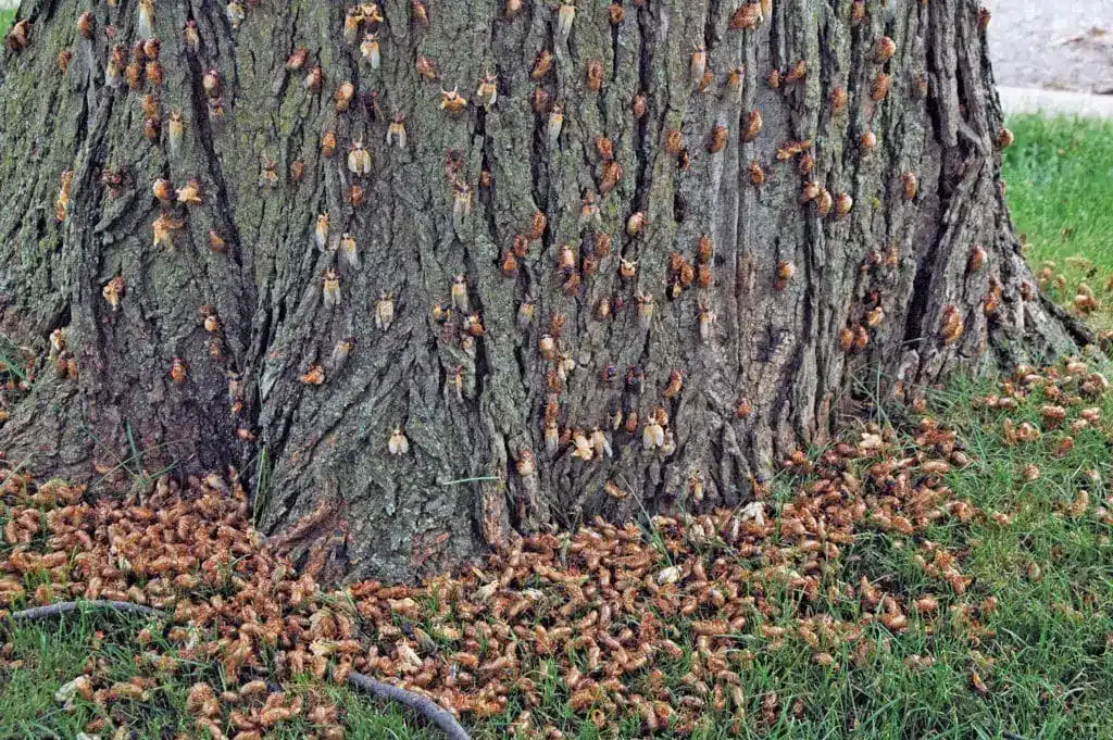 Tree full of cicadas