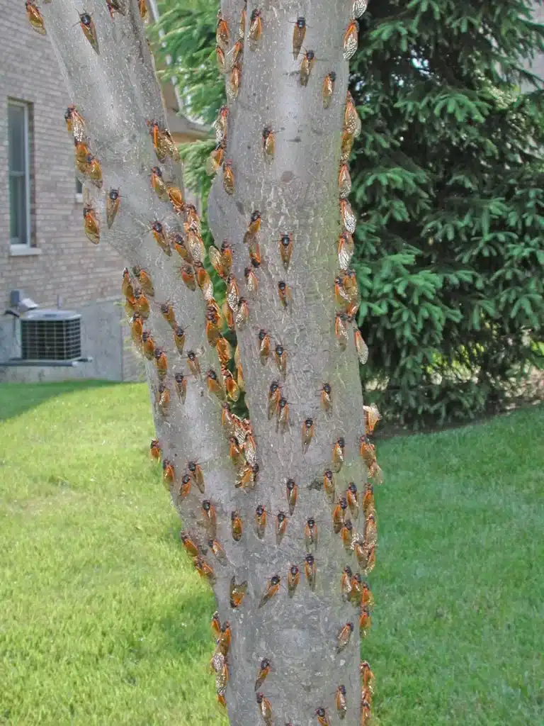 Tree full of cicadas