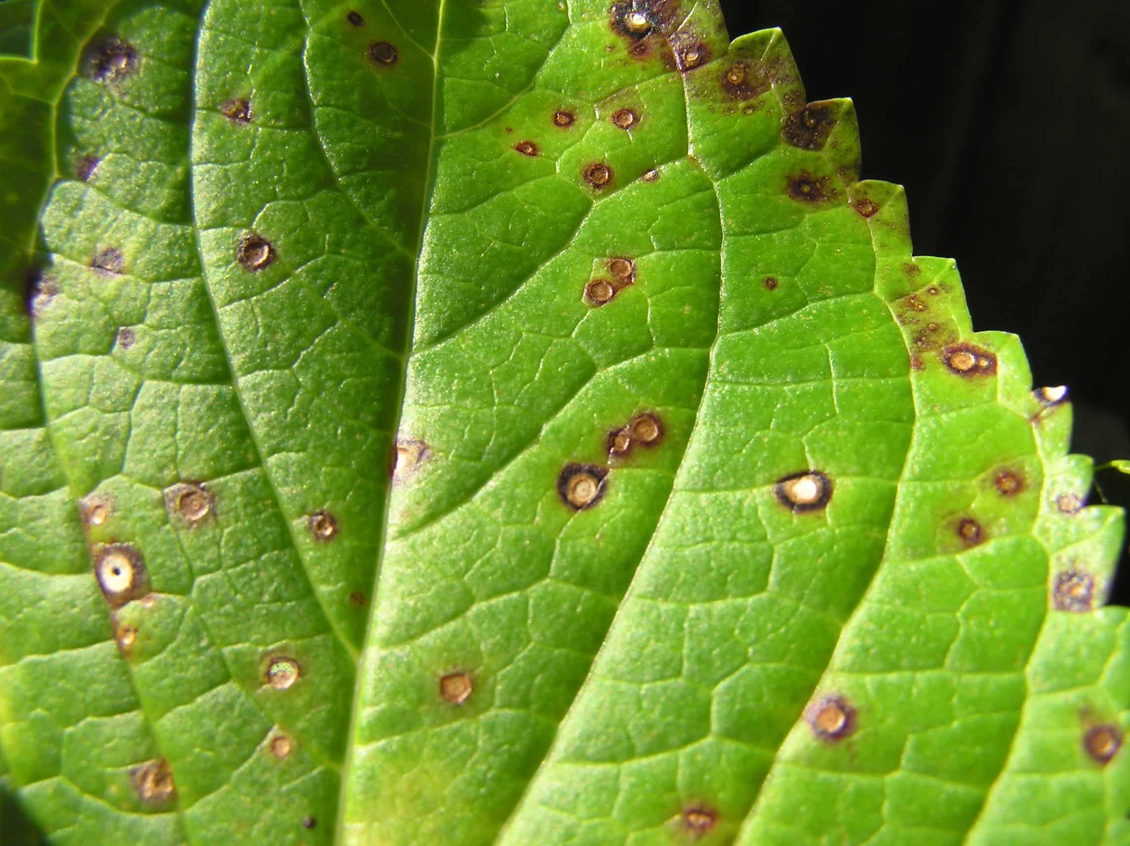 deteriorating leaf