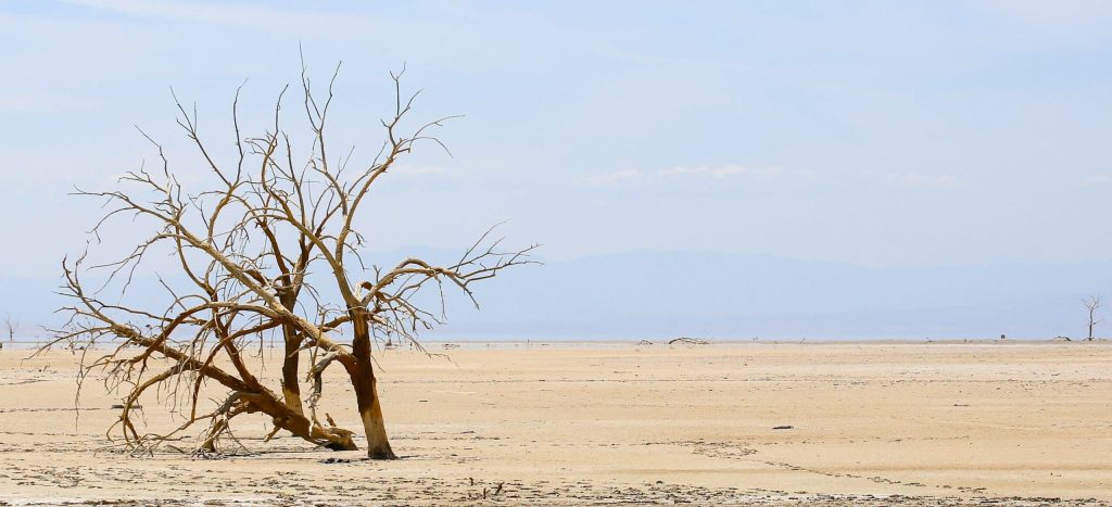 tree dead from drought