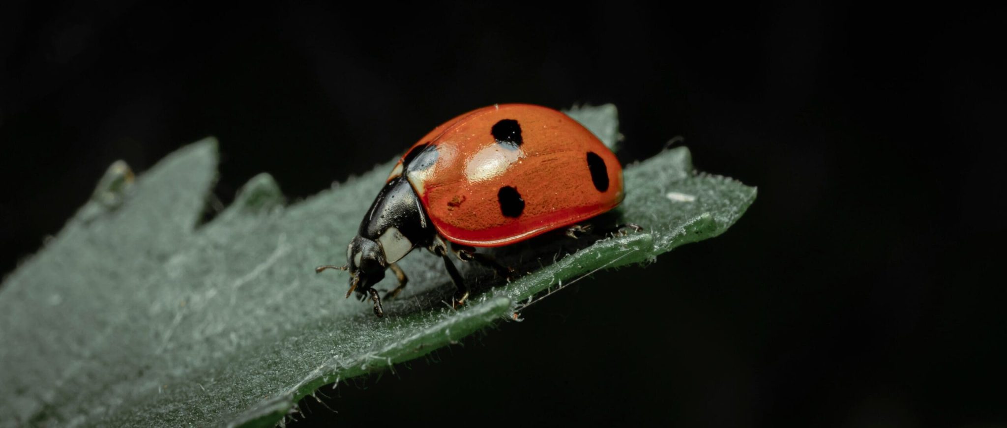 ladybug on leaf