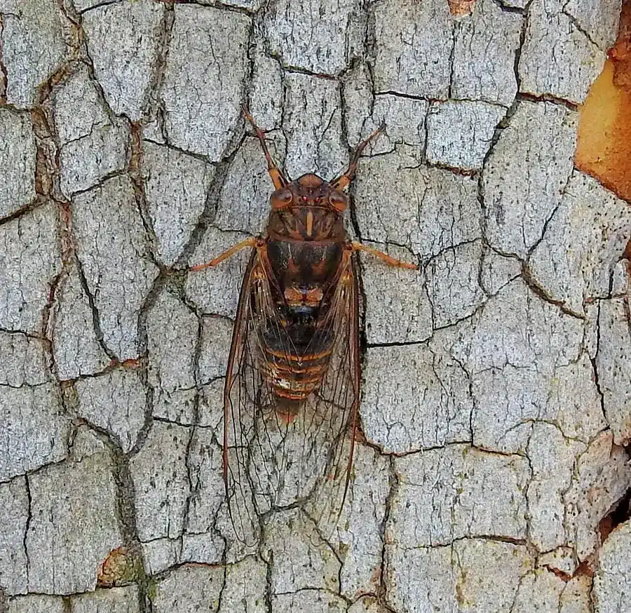 Cicada close up shot