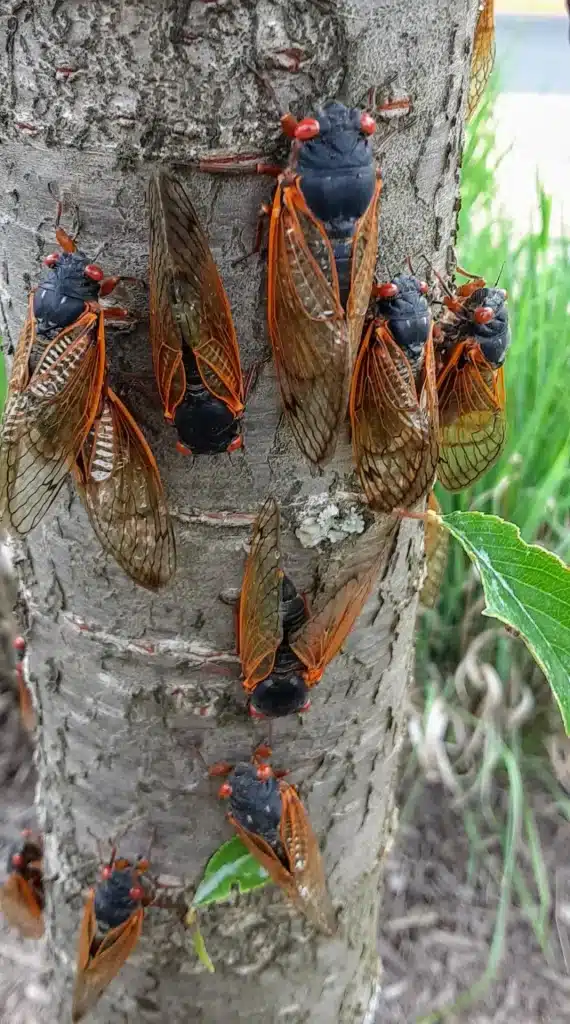 Tree full of cicadas