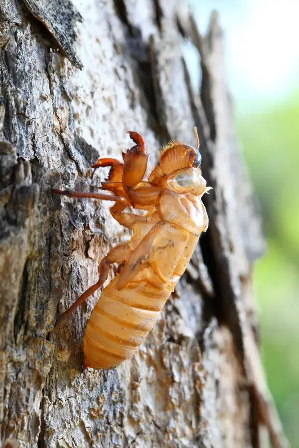 Close up of cicada shell
