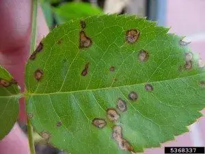 Leaf showing signs of Tree Fungus Leaf Spot with brown spots.