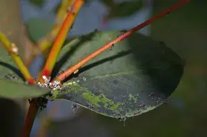 A close-up of a leaf showcasing the presence of Tree Fungus Sooty Mold.