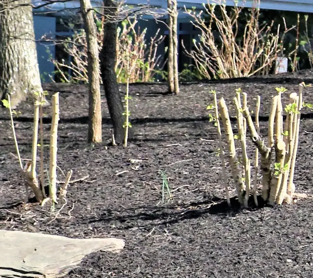 Bench surrounded by trees in yard, crepe myrtle row over-trimmed.