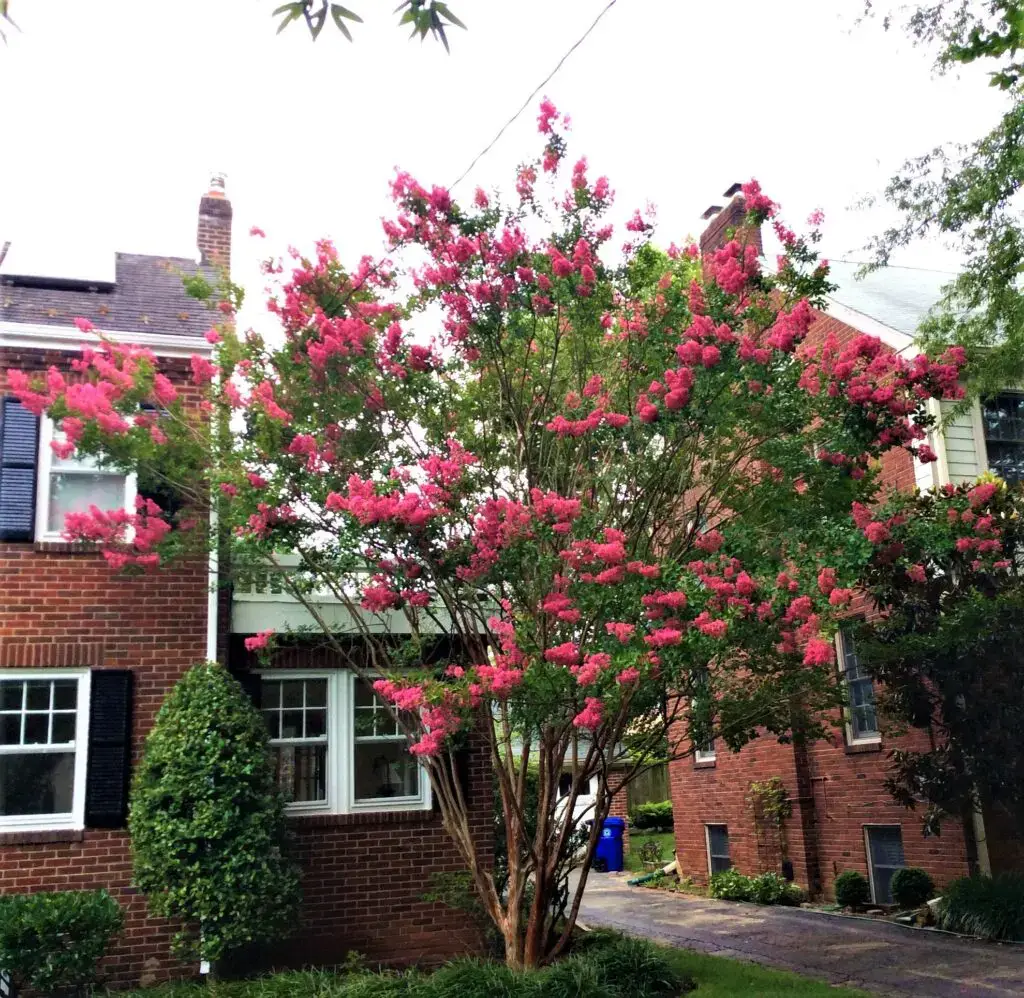 crepe myrtle trimming