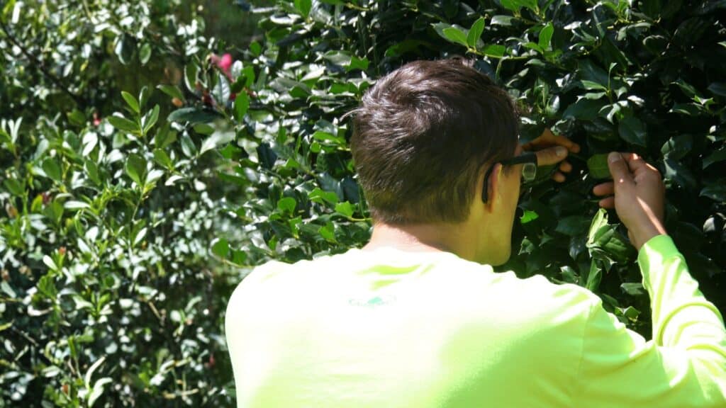 Defending Your Trees from Japanese Beetles Expert Pest Identification and Inspections RTEC Treecare Virginia