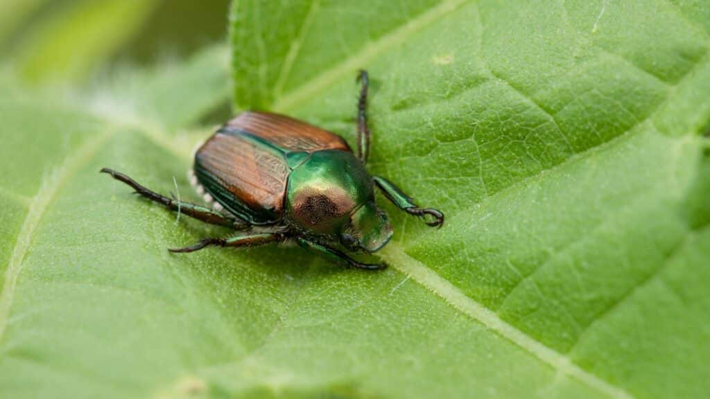 Defending Your Trees from Japanese Beetles Japanese Beetle RTEC Treecare Virginia
