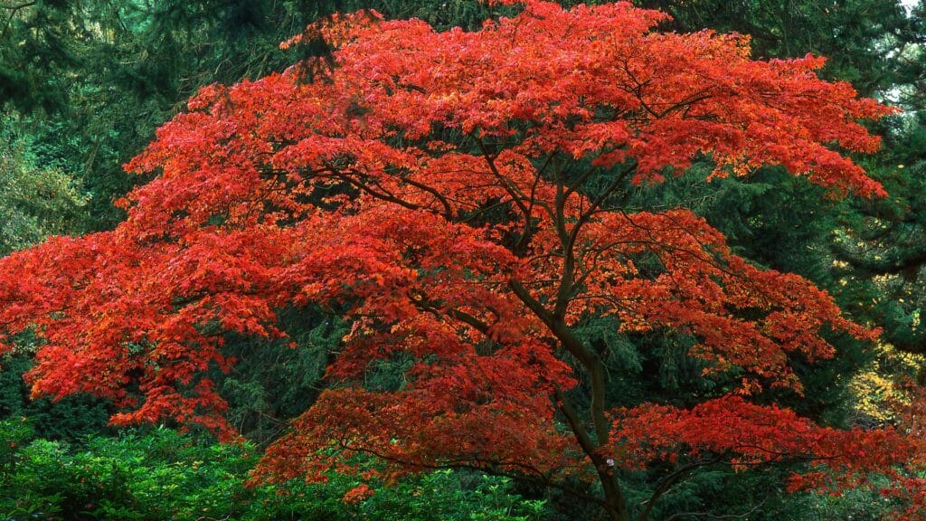 Defending Your Trees from Japanese Beetles Japanese Maple RTEC Treecare Virginia