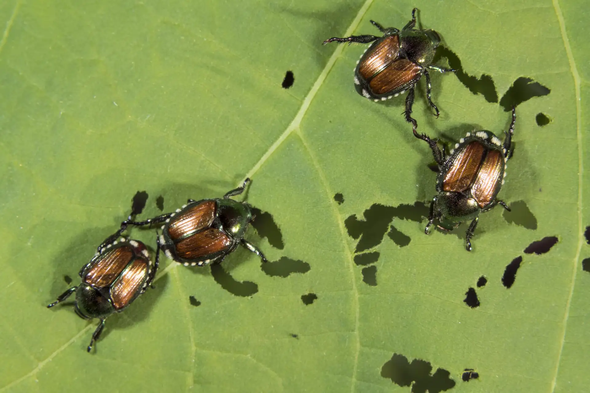 Japanese Beetle