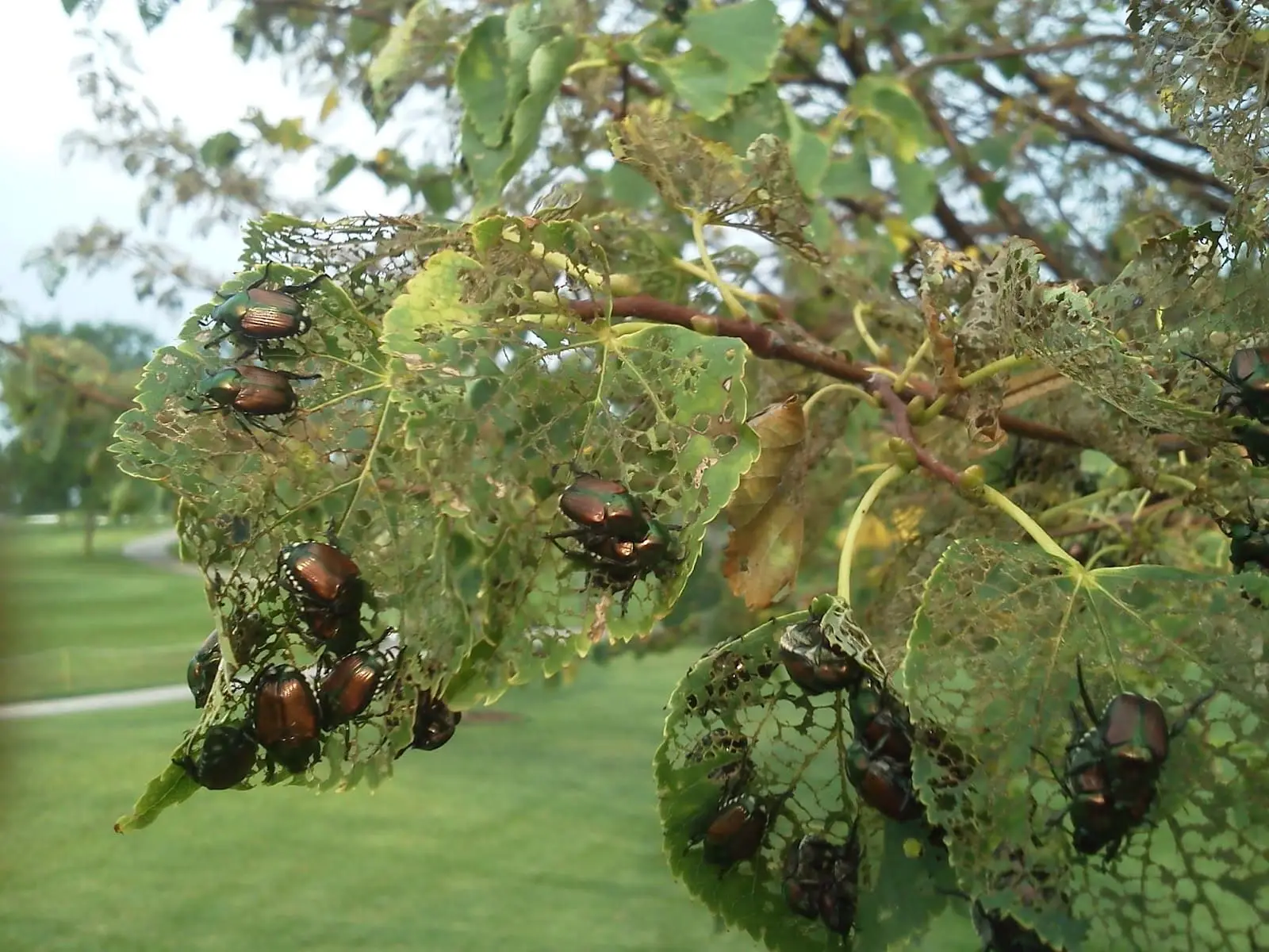 Japanese Beetle