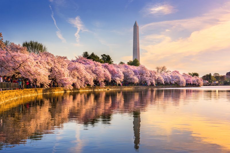 Washington DC tree and plant services