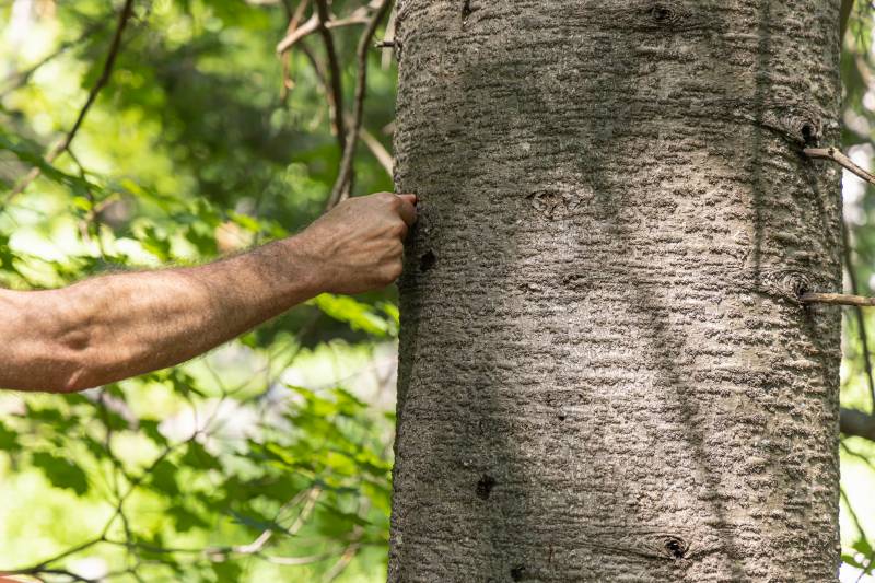 recovered tree