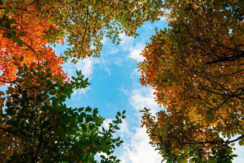 tree topping