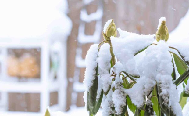 winter protection for plant
