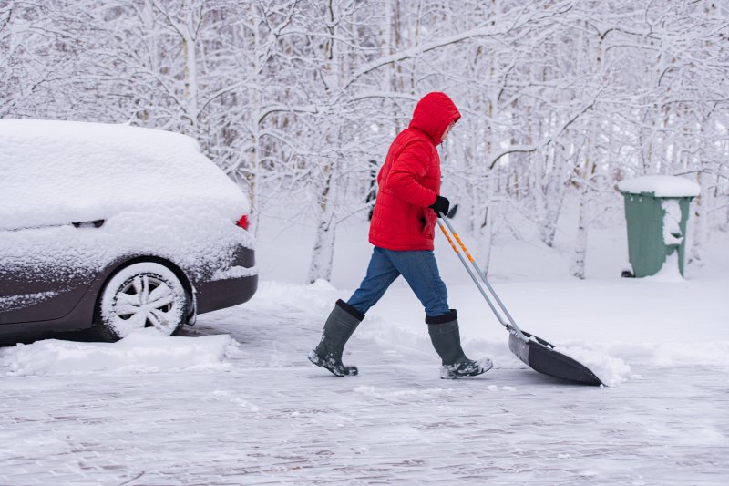 winter protection programs for trees