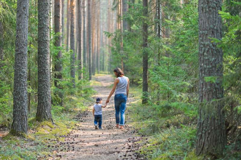 happy healthy forest