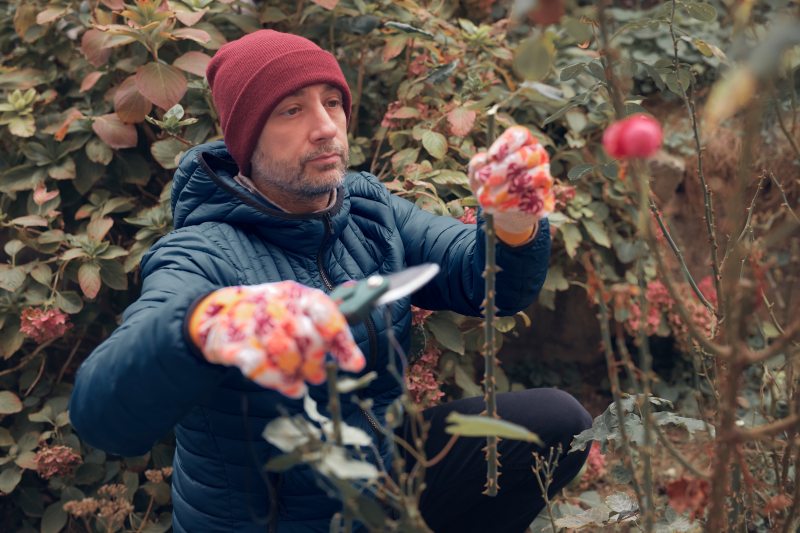 tree pruning and trimming