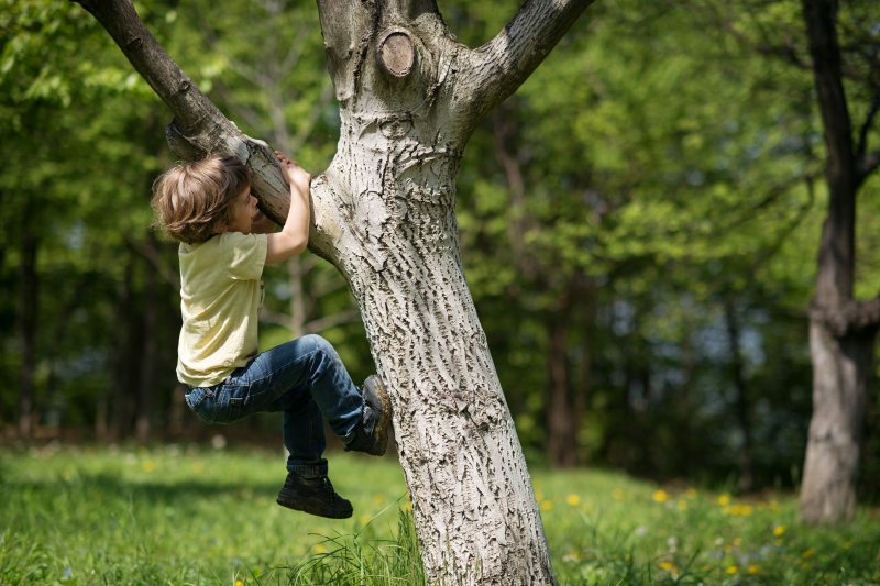 climbing a healthy tree