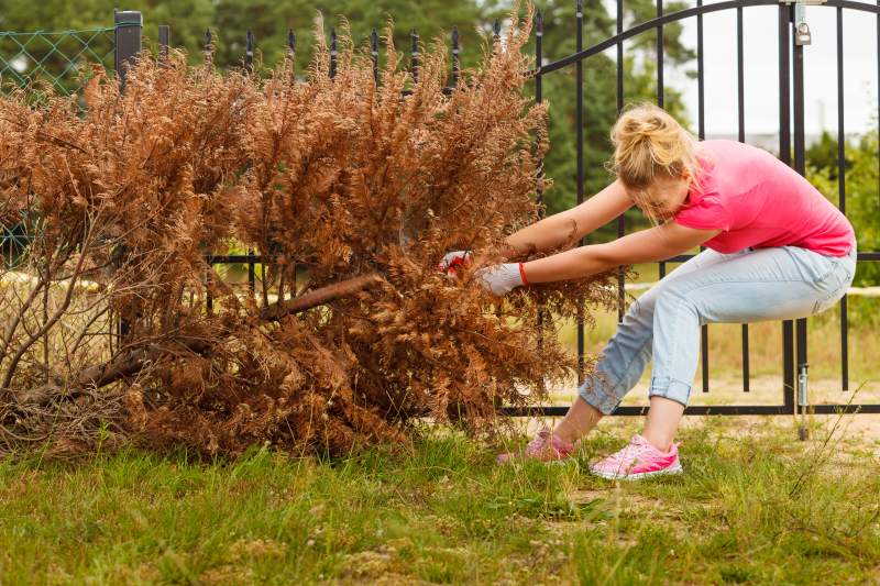 removing a dead tree