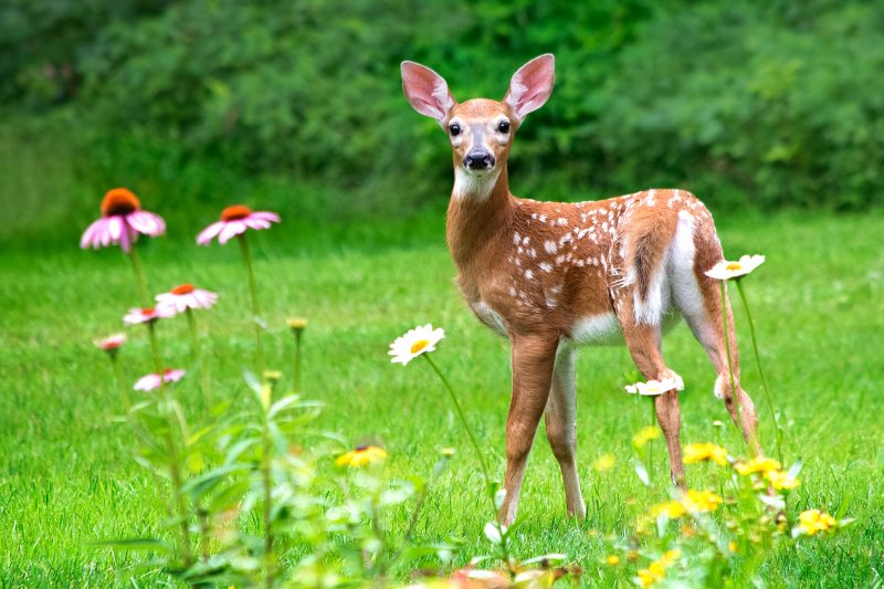 deer protection/repellent