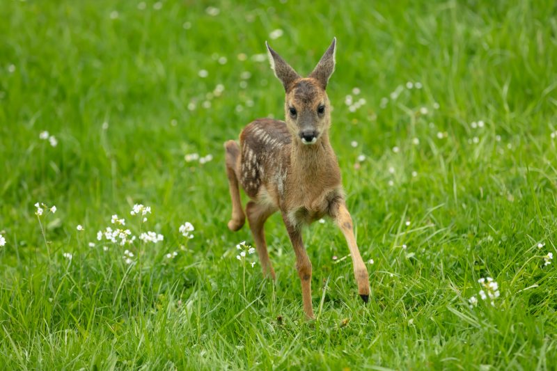 Running Deer from ultrasonic sound