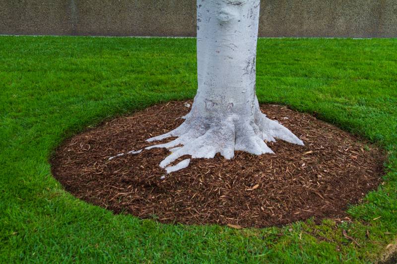 tree trunk excavation