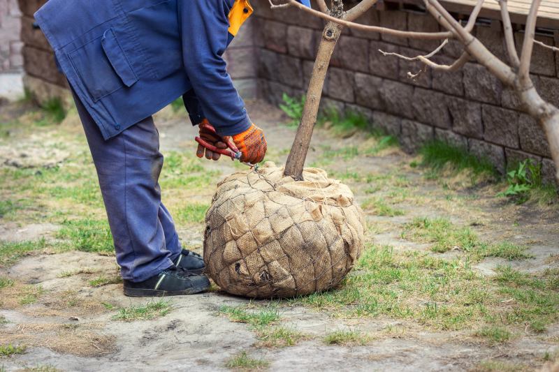 tree transplanting