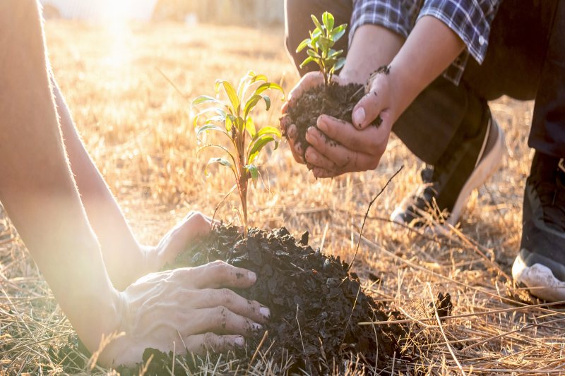 reforestation