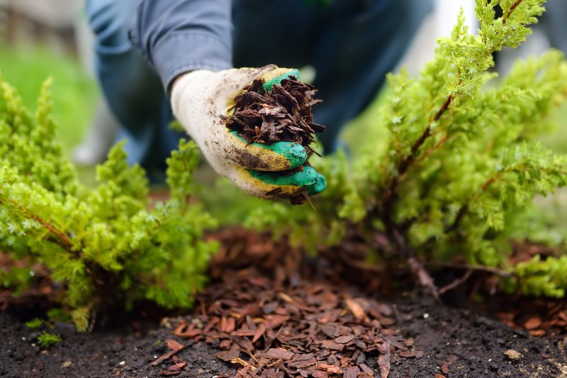 Gardener mulching 