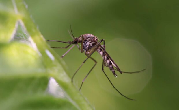 organic mosquito control