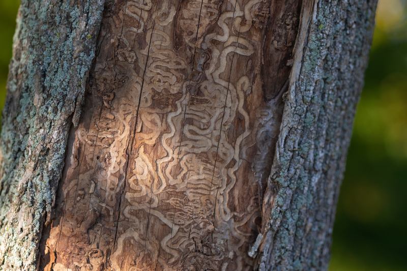 emerald ash borer damage