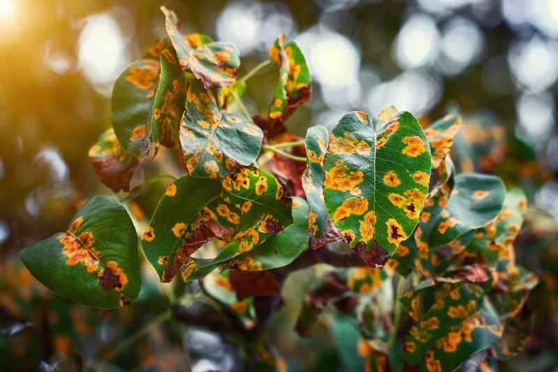 tree disease treatments