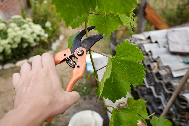 hand pruning