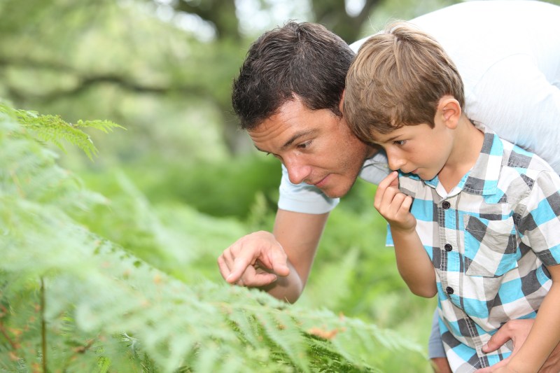 many bug species live in ash trees