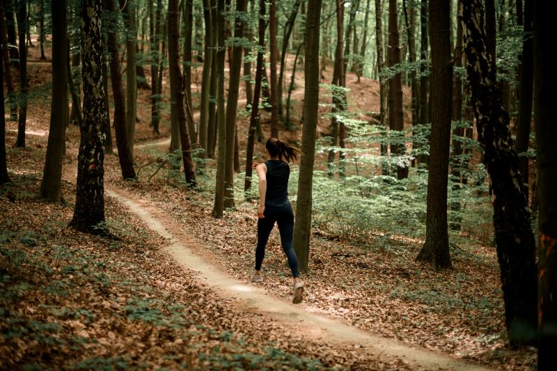 healthy tall trees