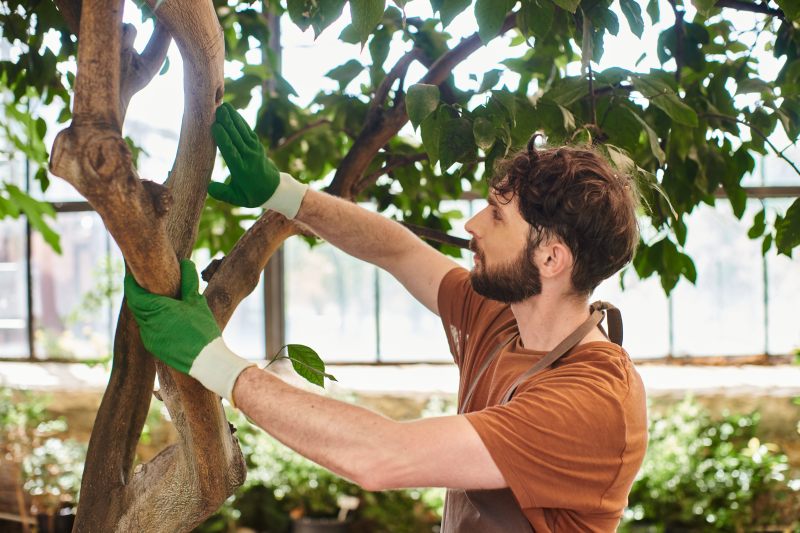 pruning for tree maintenance