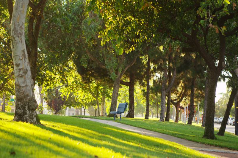 Sunny, deer-free park