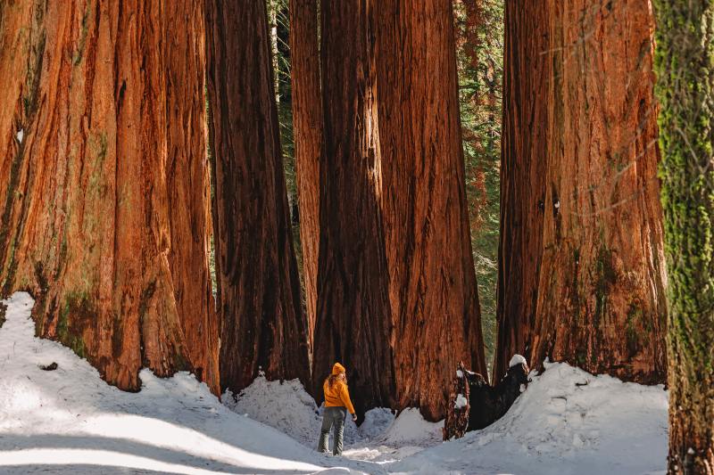 winter tree protection