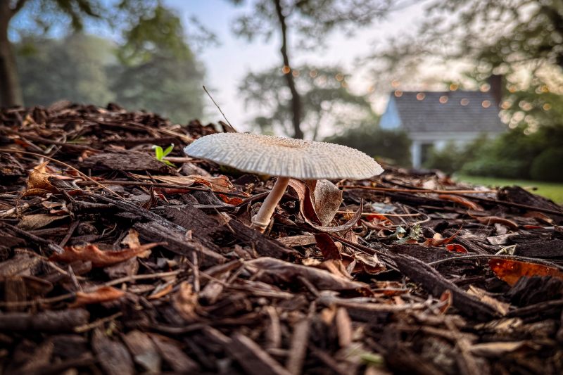 fungi treatments